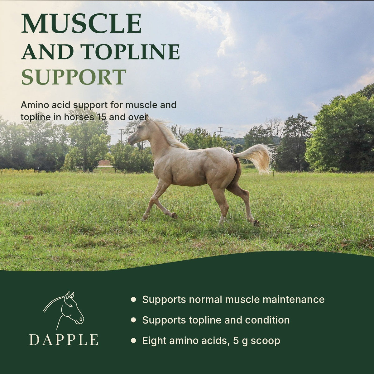 Muscle and topline support