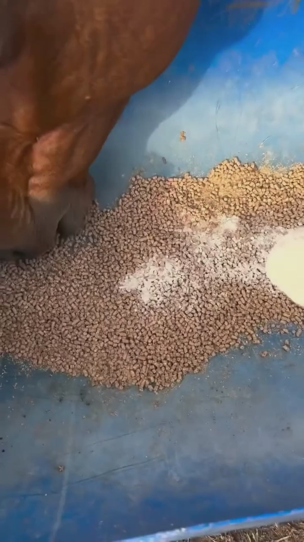 Dapple Topline: Amino Acid Powder for Senior Horses