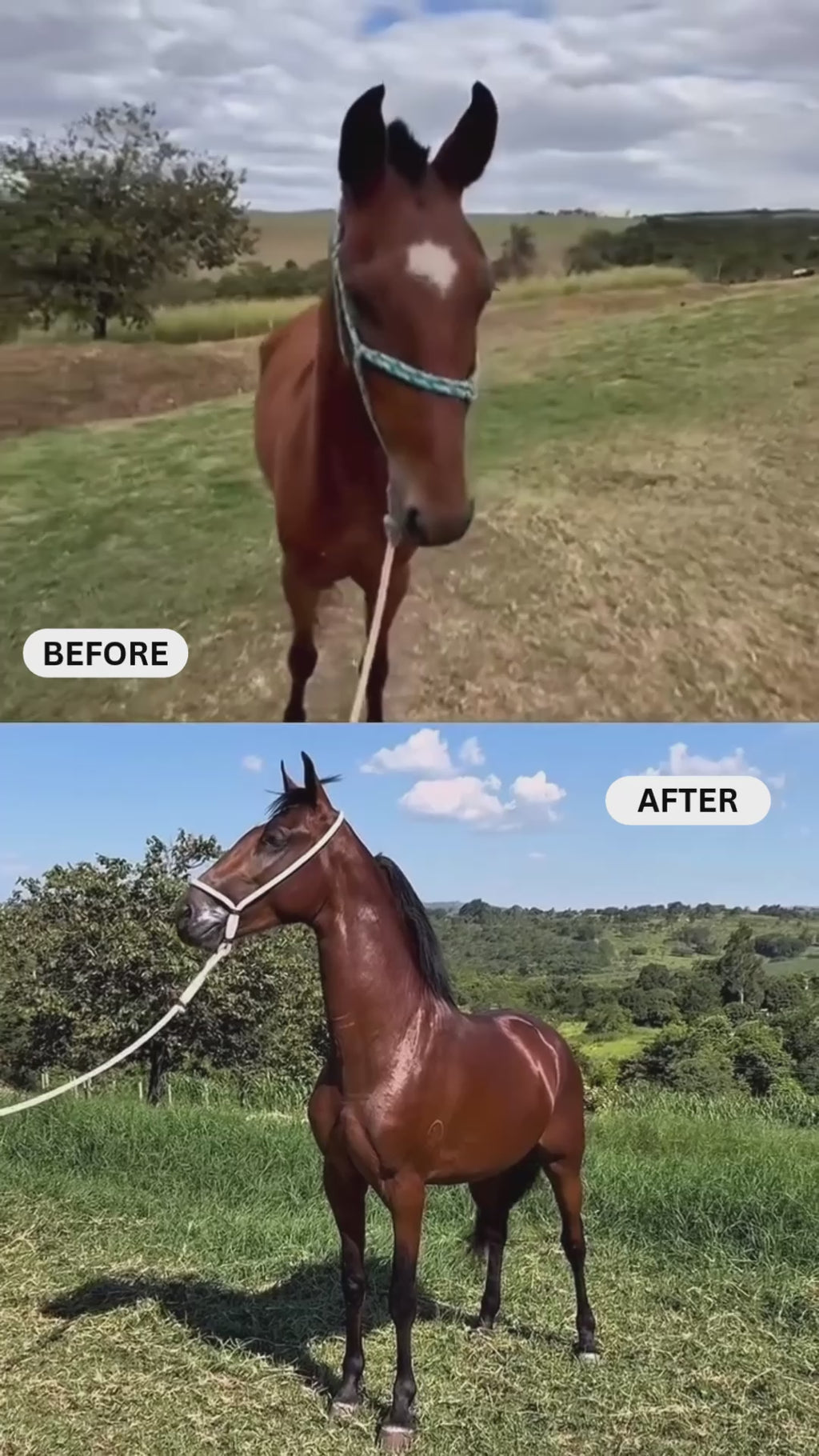 Dapple Topline: Amino Acid Powder for Senior Horses