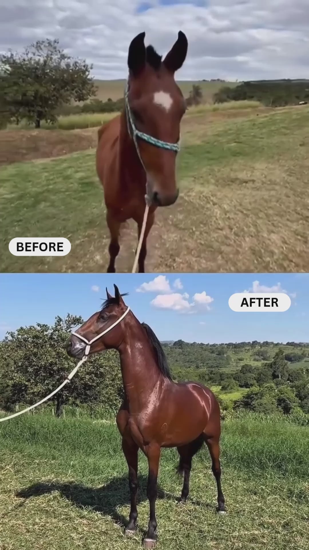 Dapple Topline: Amino Acid Powder for Senior Horses